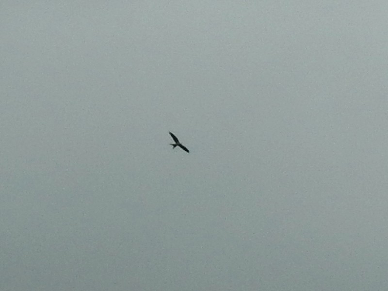 Swallow-tailed Kite - ML438949541