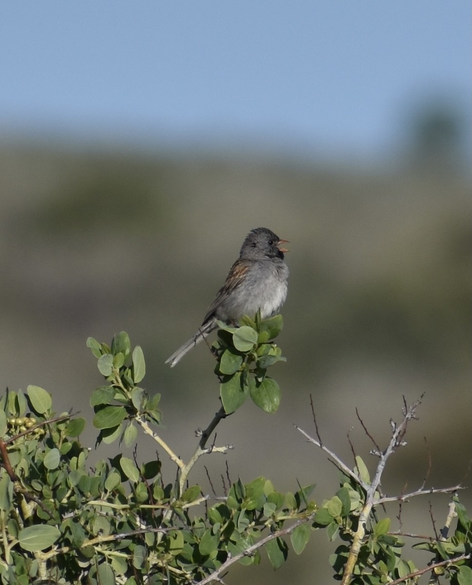 Black-chinned Sparrow - ML438955941