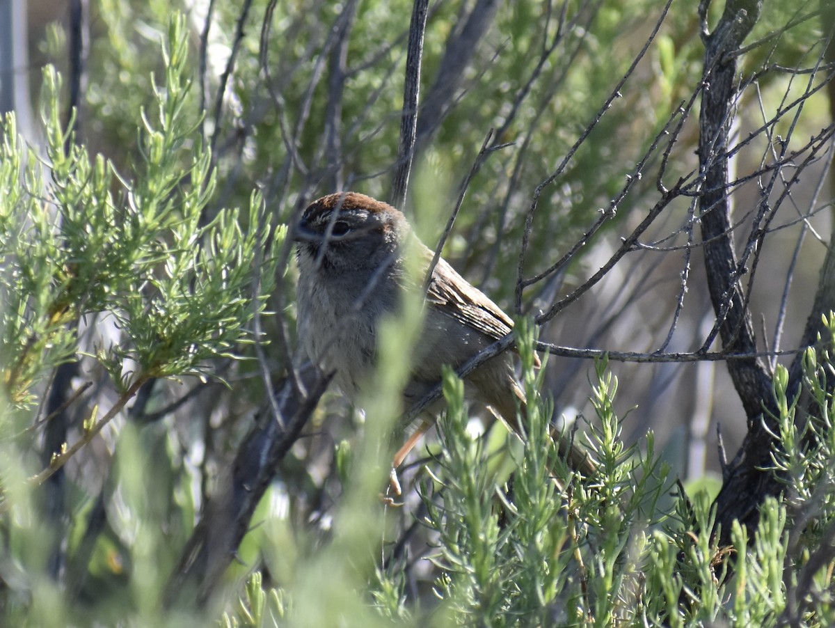 Rufous-crowned Sparrow - ML438956091