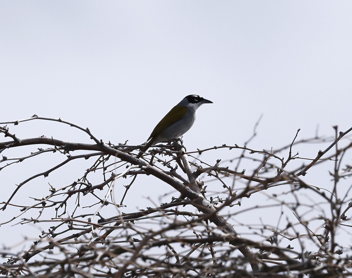 Black-crowned Palm-Tanager - ML438957001