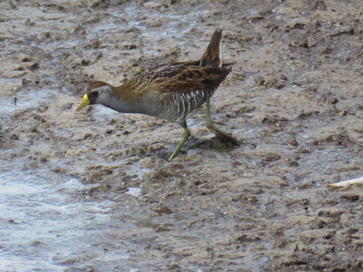 eBird Checklist 23 Apr 2022 The Celery Fields 32 species