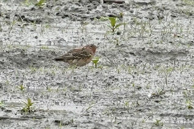 Red-throated Pipit - ML438961371
