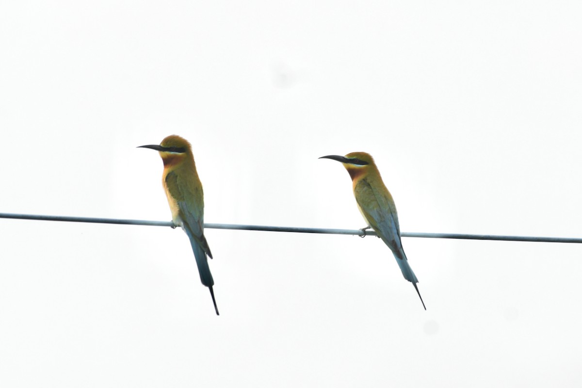 Blue-tailed Bee-eater - ML438965271