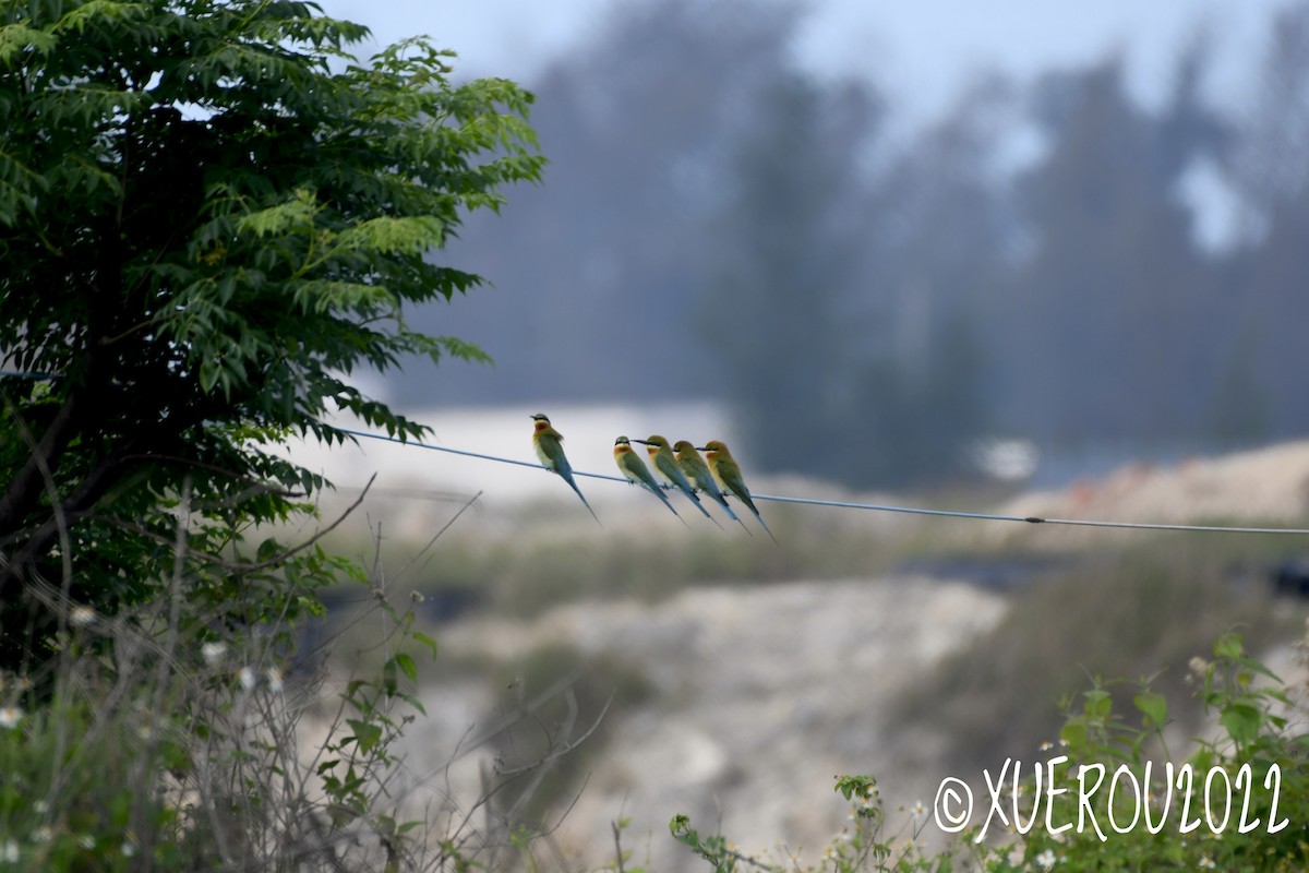 Blue-tailed Bee-eater - ML438965281