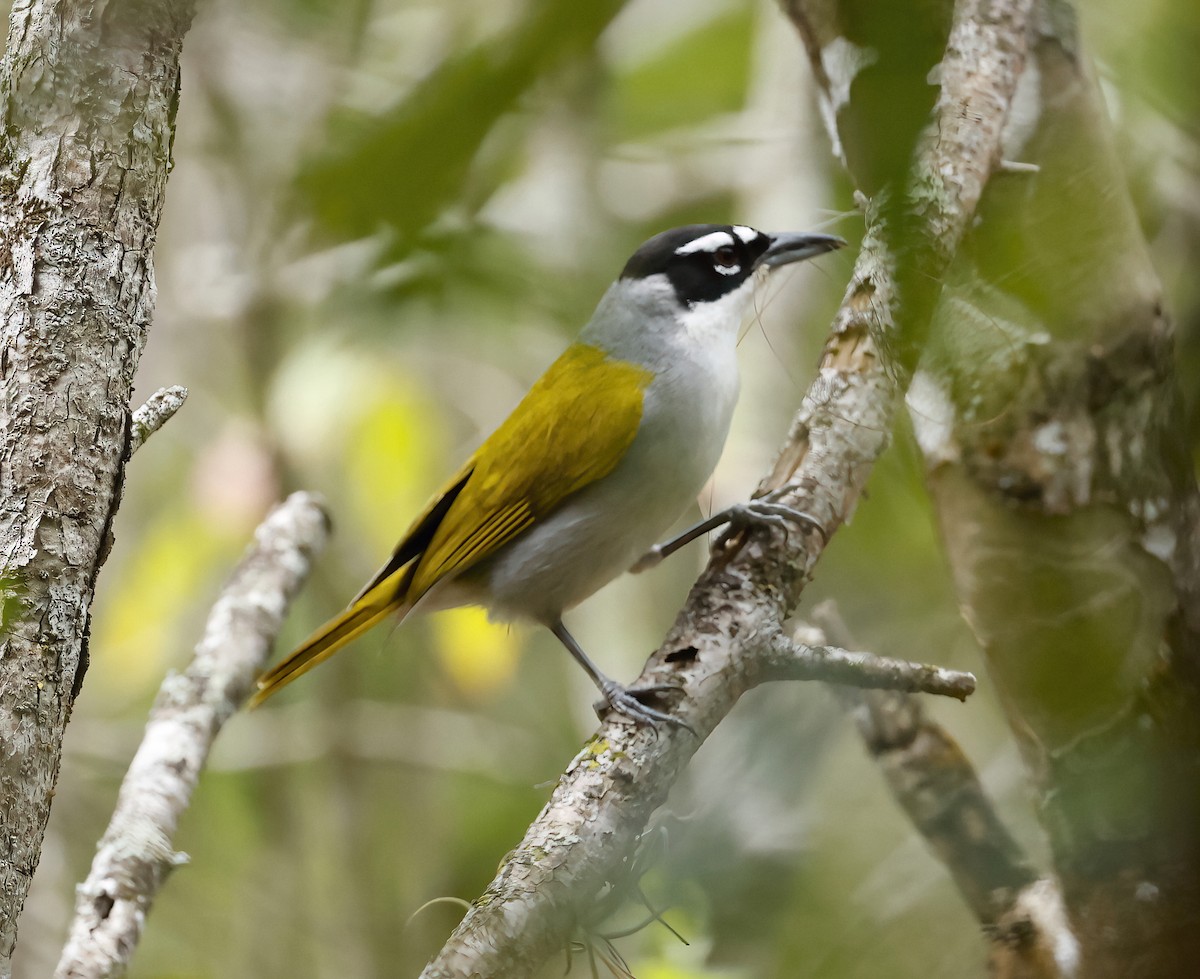 Black-crowned Palm-Tanager - ML438975411