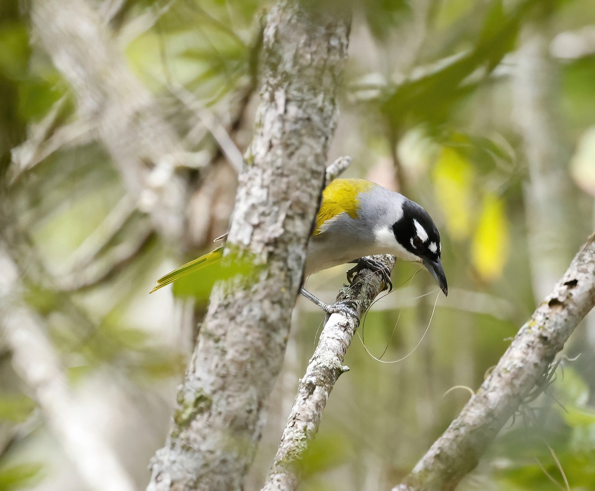 Black-crowned Palm-Tanager - ML438975441
