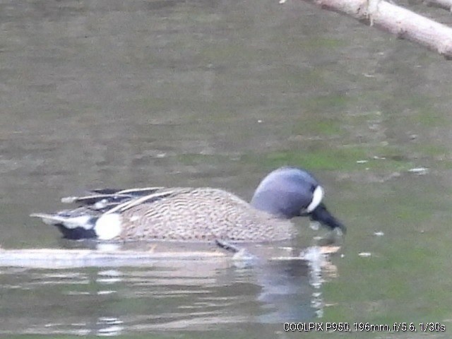 Blue-winged Teal - ML438975721
