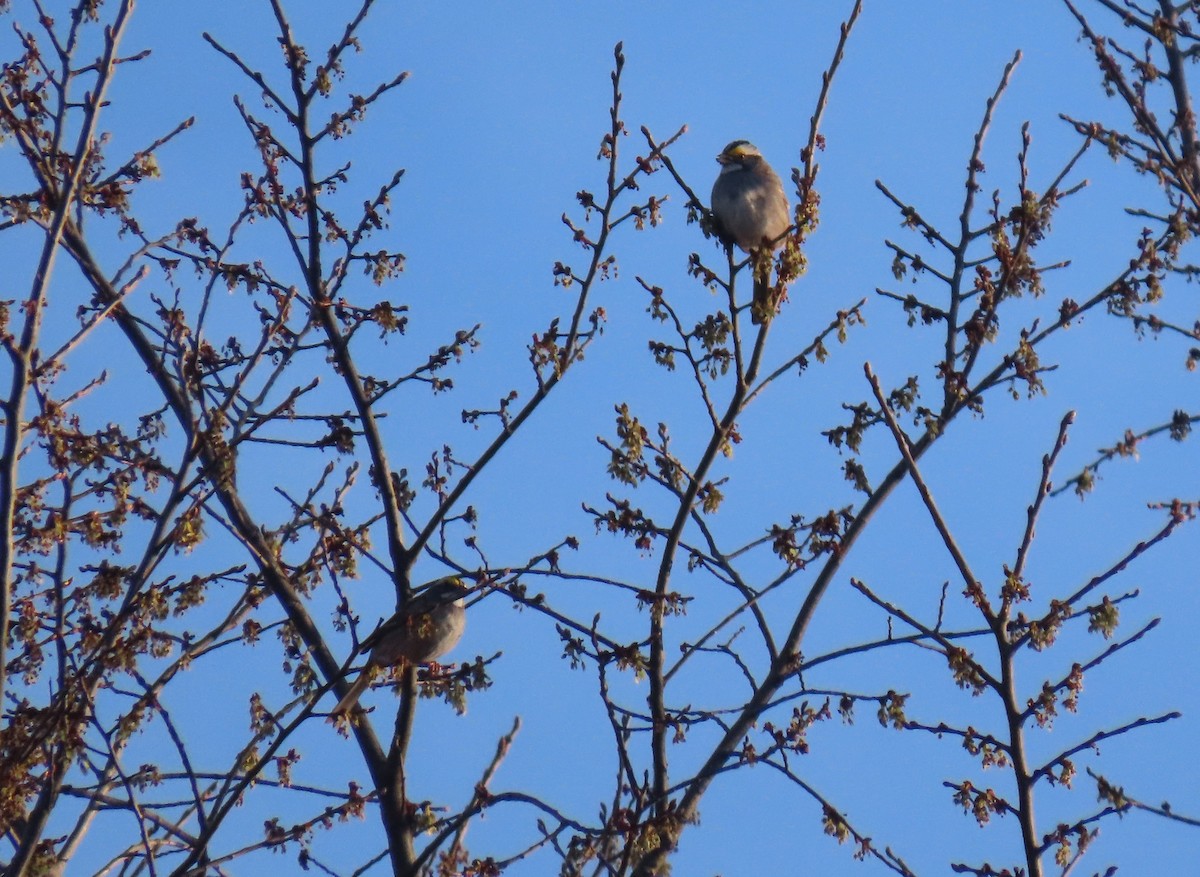White-throated Sparrow - Susan Carpenter