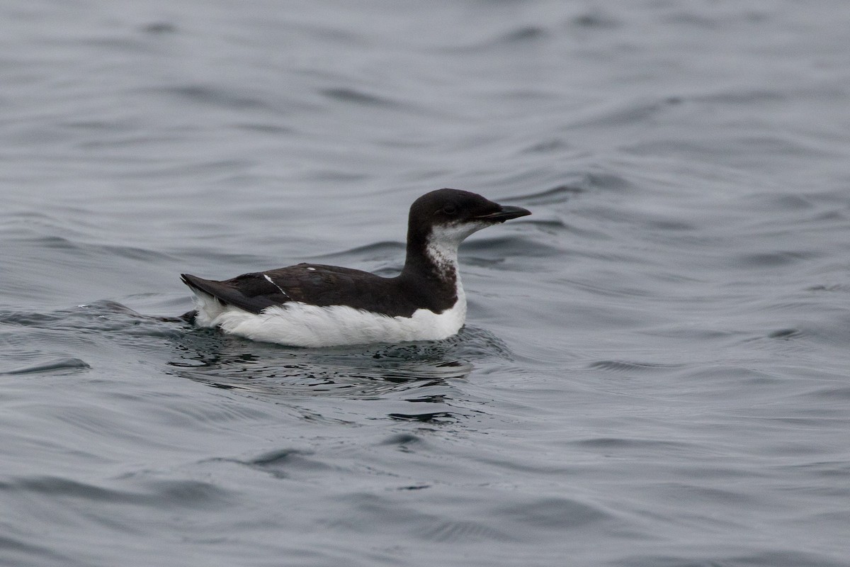 Thick-billed Murre - ML438980061