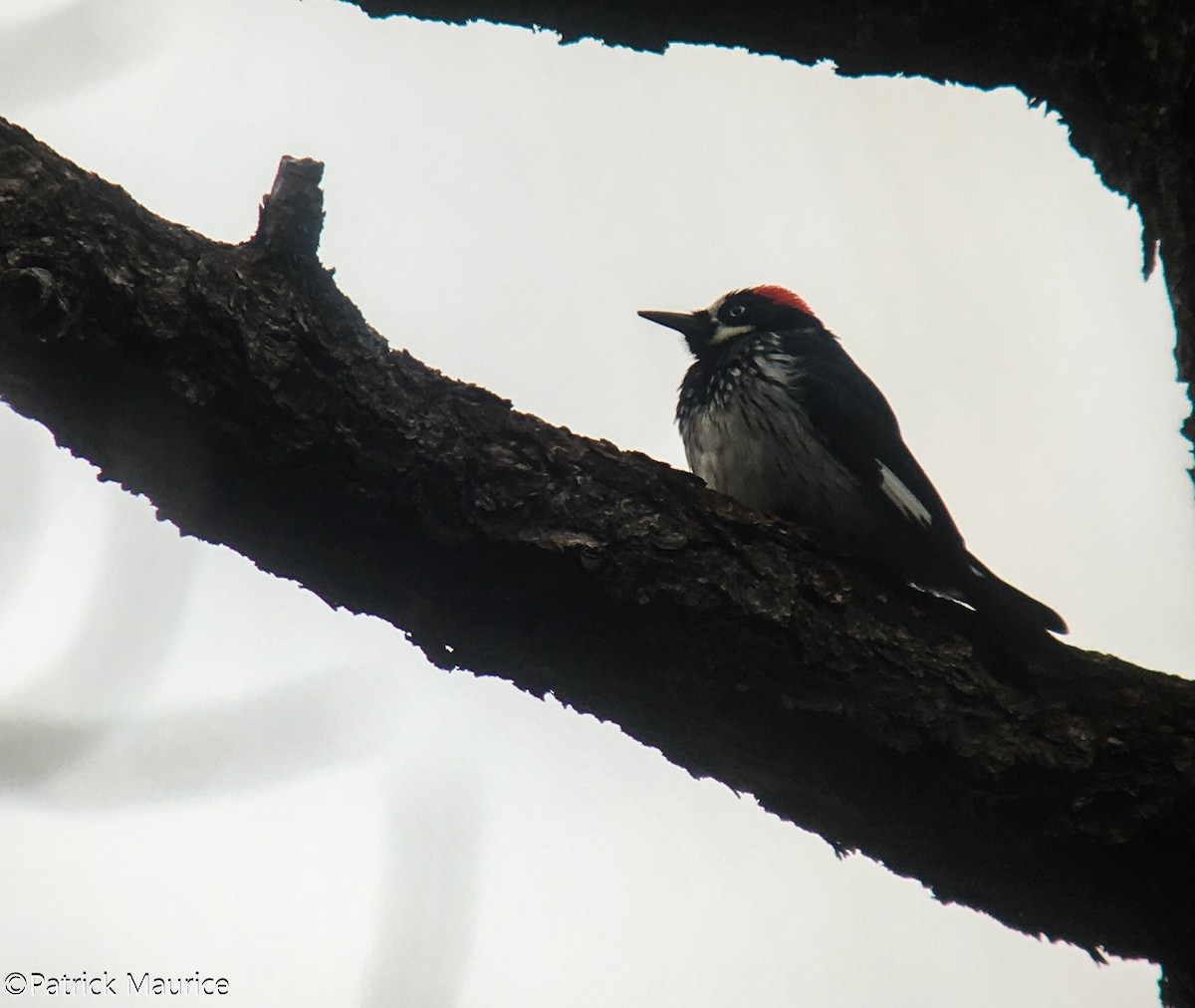 Acorn Woodpecker - Patrick Maurice