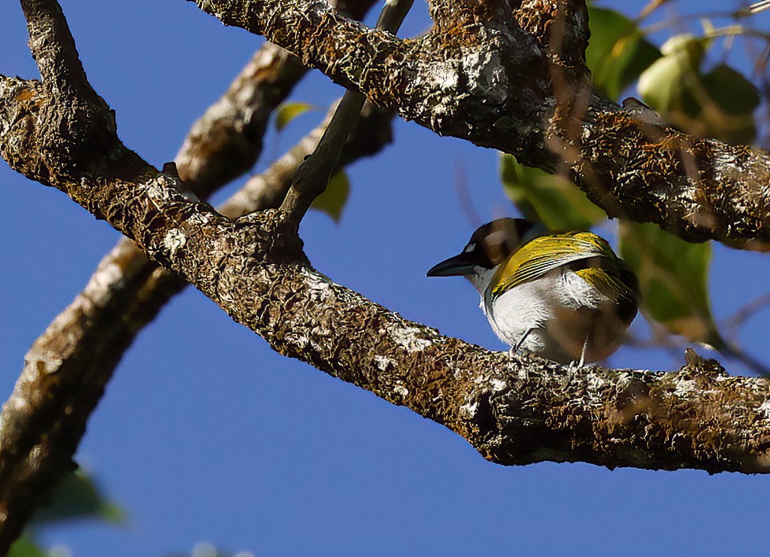Black-crowned Palm-Tanager - ML438982691