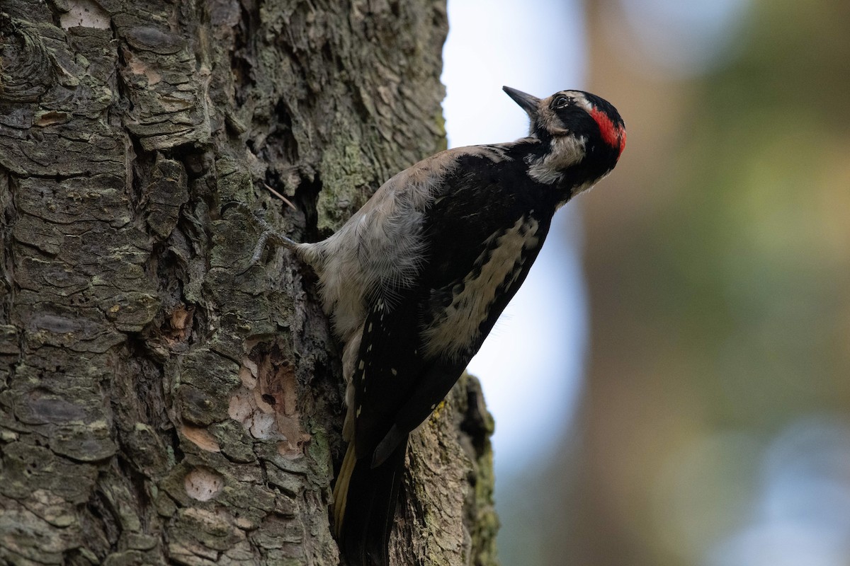 Hairy Woodpecker - ML438992461