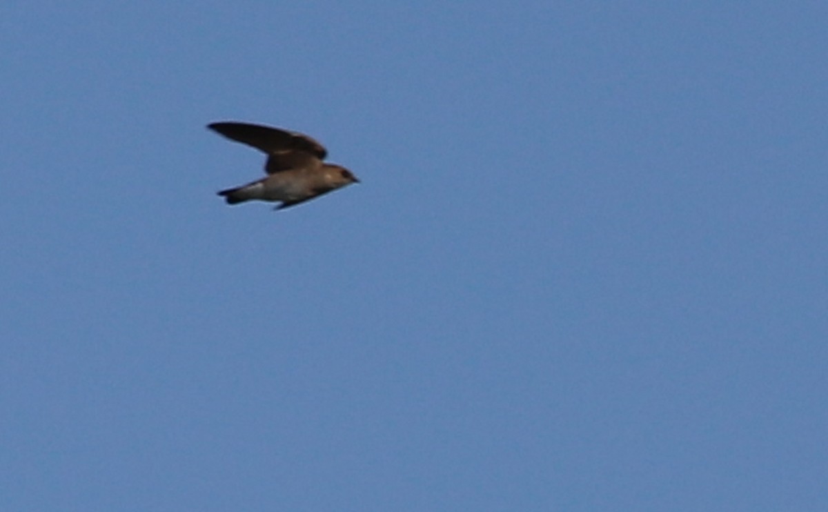 Northern Rough-winged Swallow - ML438994181