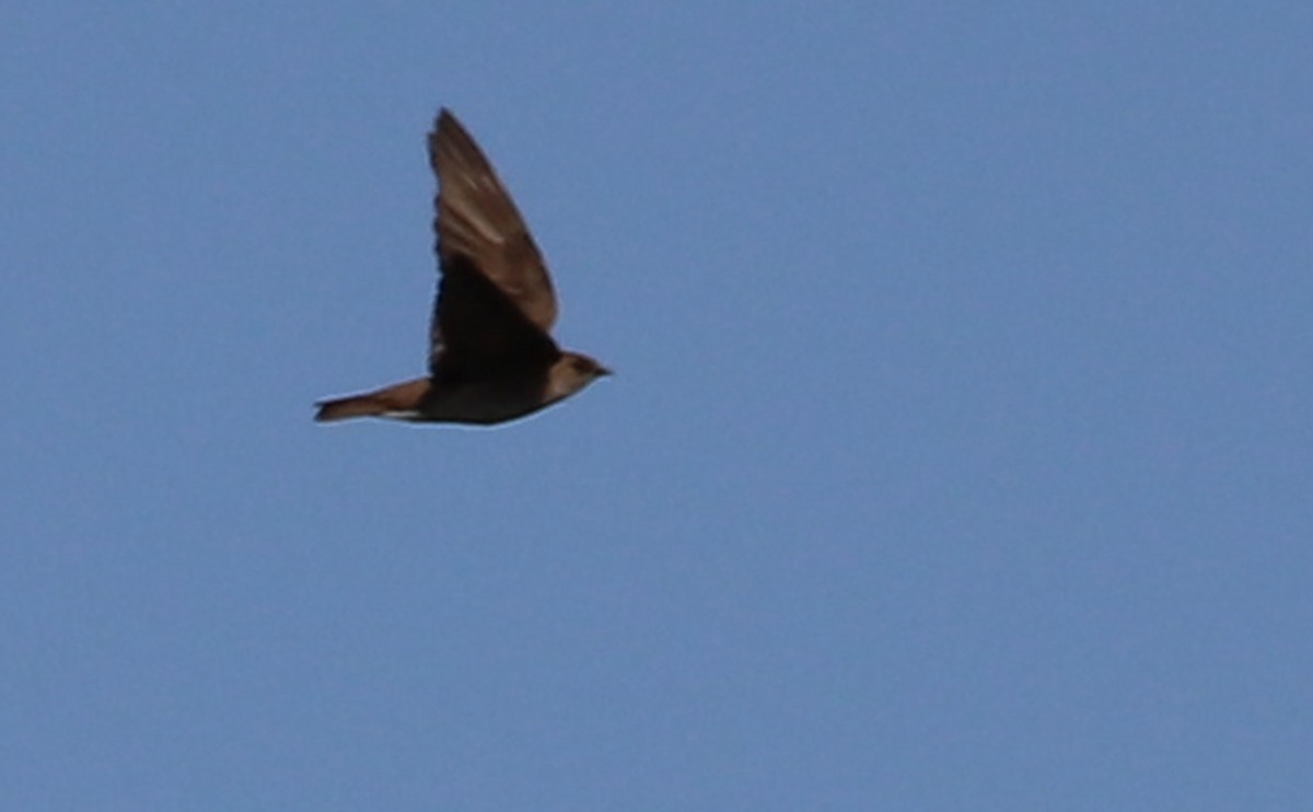 Northern Rough-winged Swallow - ML438994201