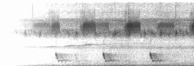 Large-tailed Nightjar - ML438994451