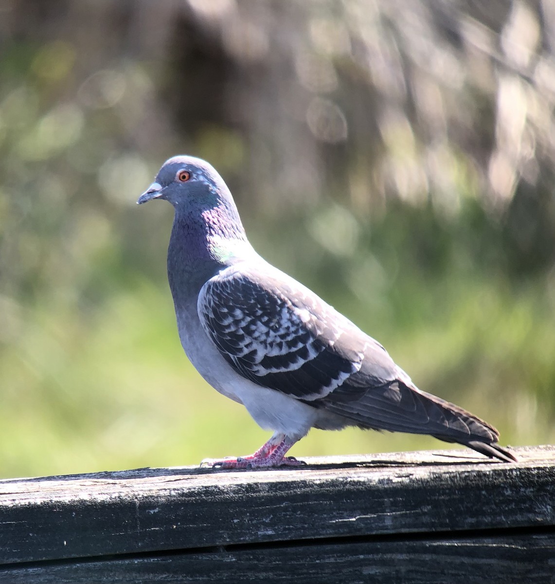 Rock Pigeon (Feral Pigeon) - ML438995241