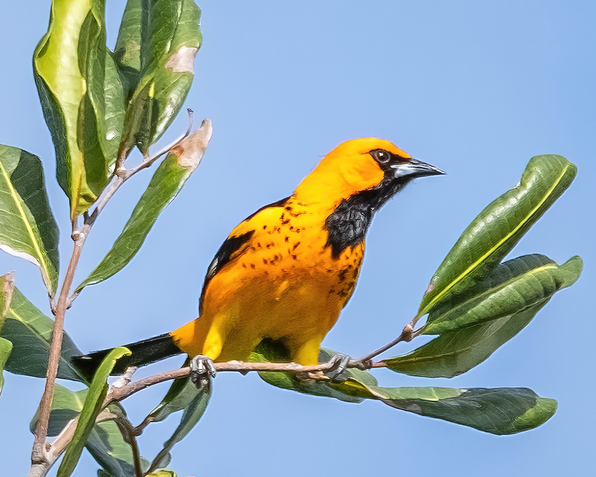 Spot-breasted Oriole - ML438999491