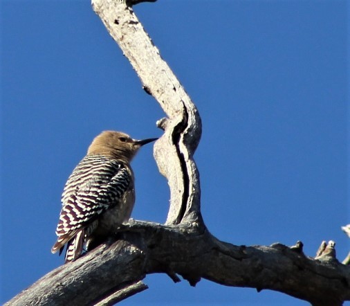 Gila Woodpecker - ML439002011