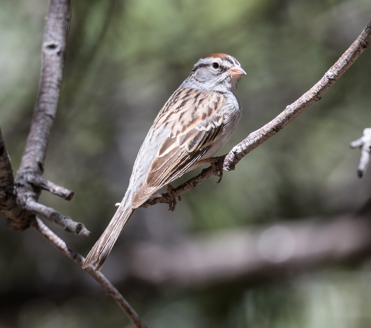Chipping Sparrow - ML439002911