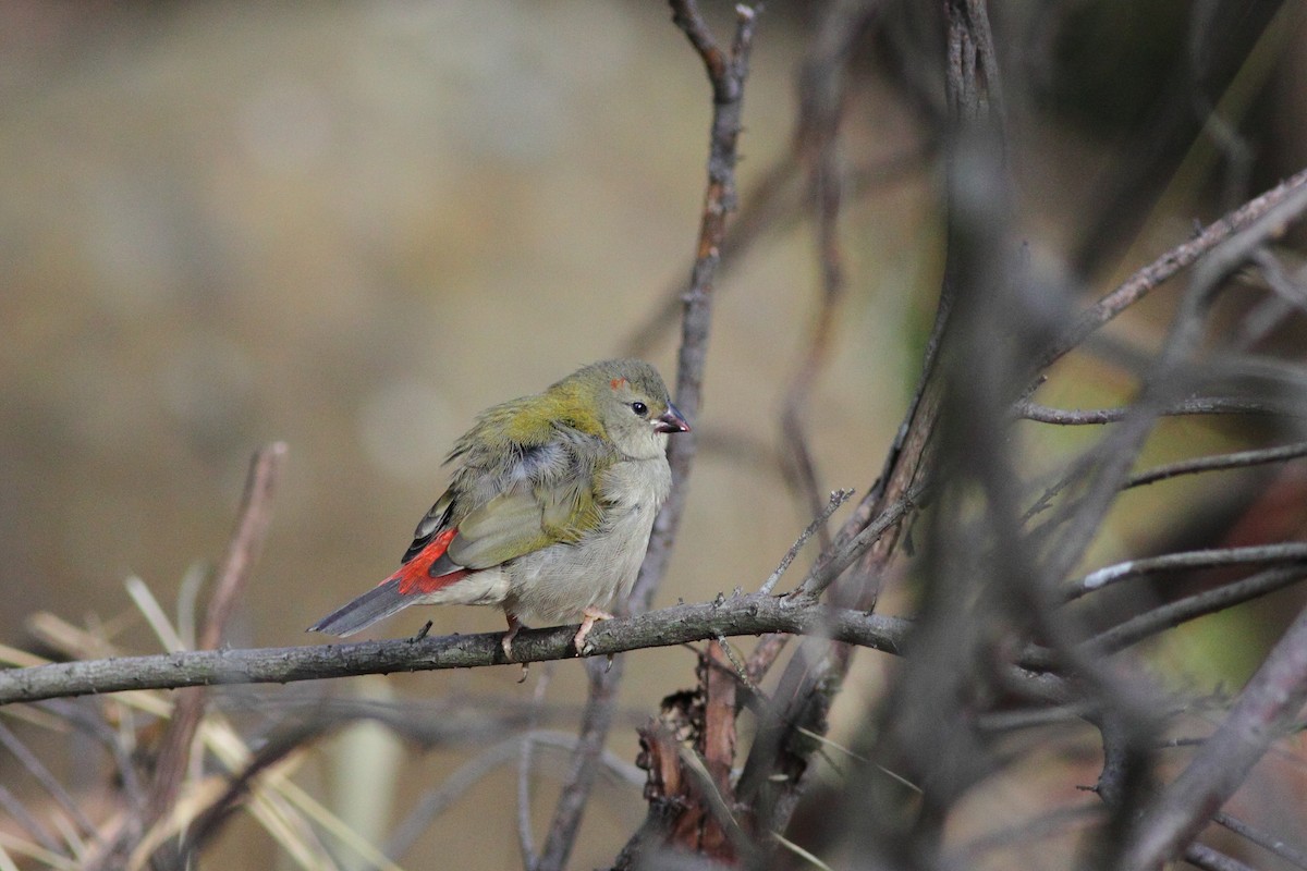 Red-browed Firetail - Leigh Pieterse