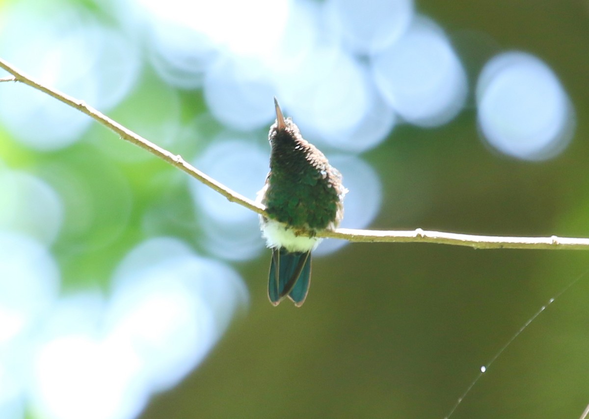 Blue-vented Hummingbird - ML439007531