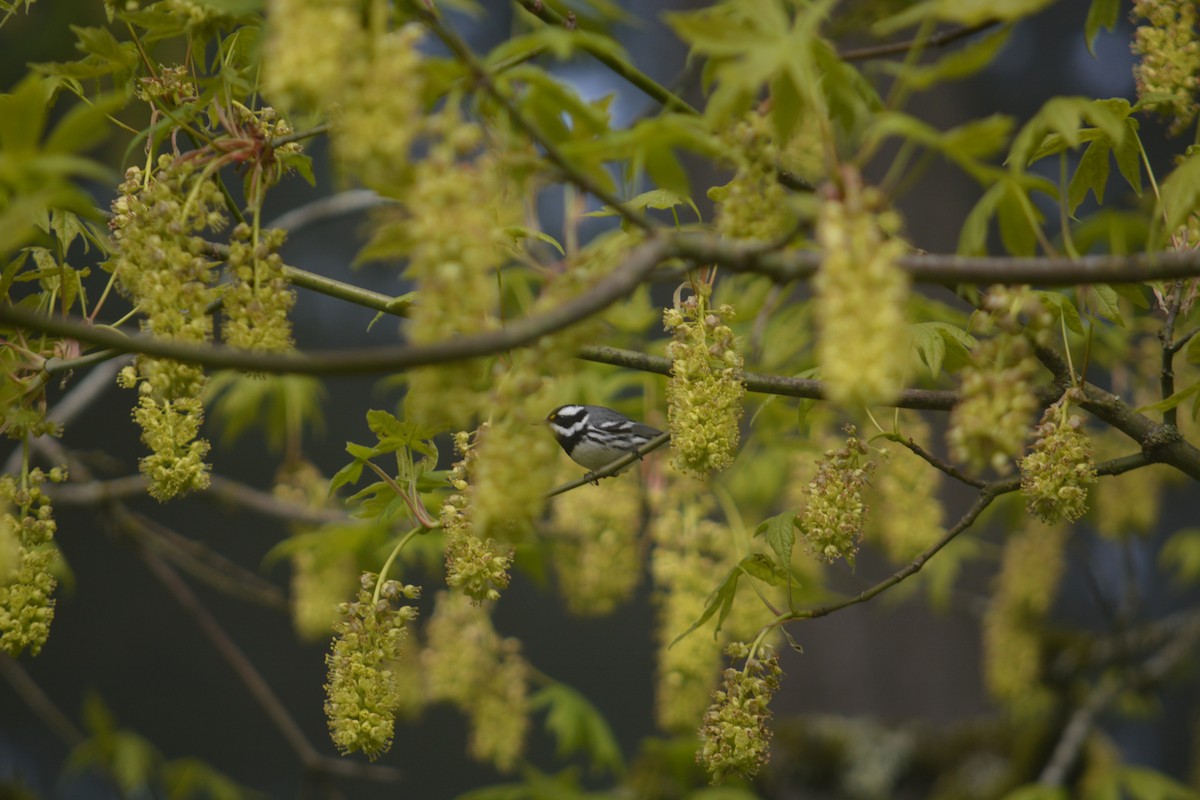 Black-throated Gray Warbler - Daniel Newberry