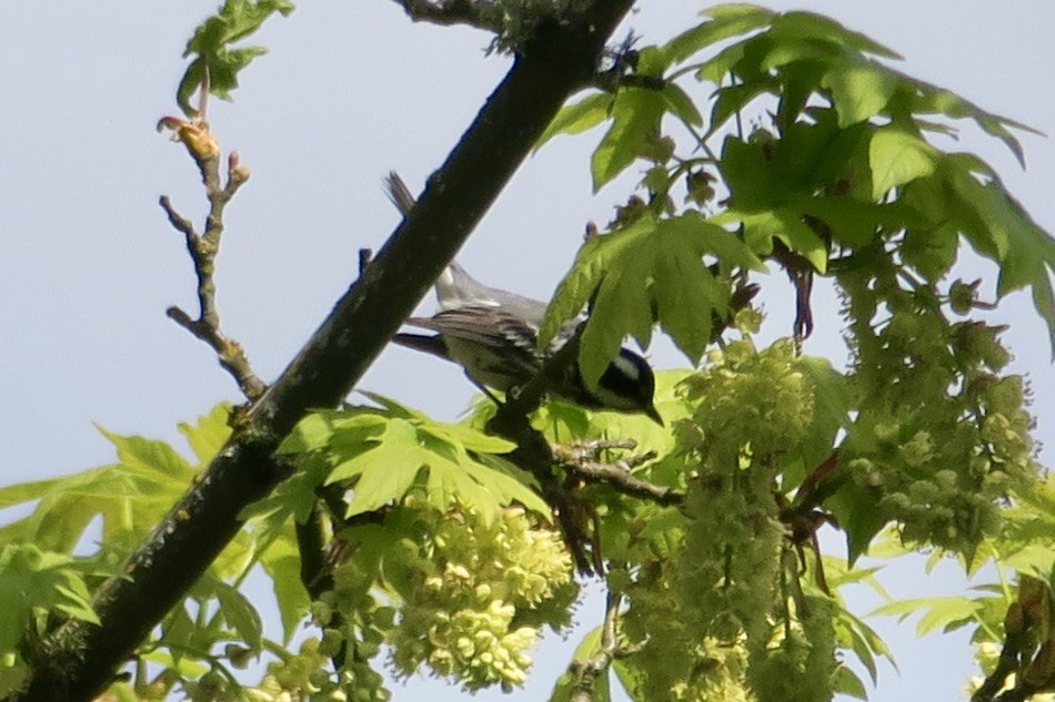 Black-throated Gray Warbler - ML439014941
