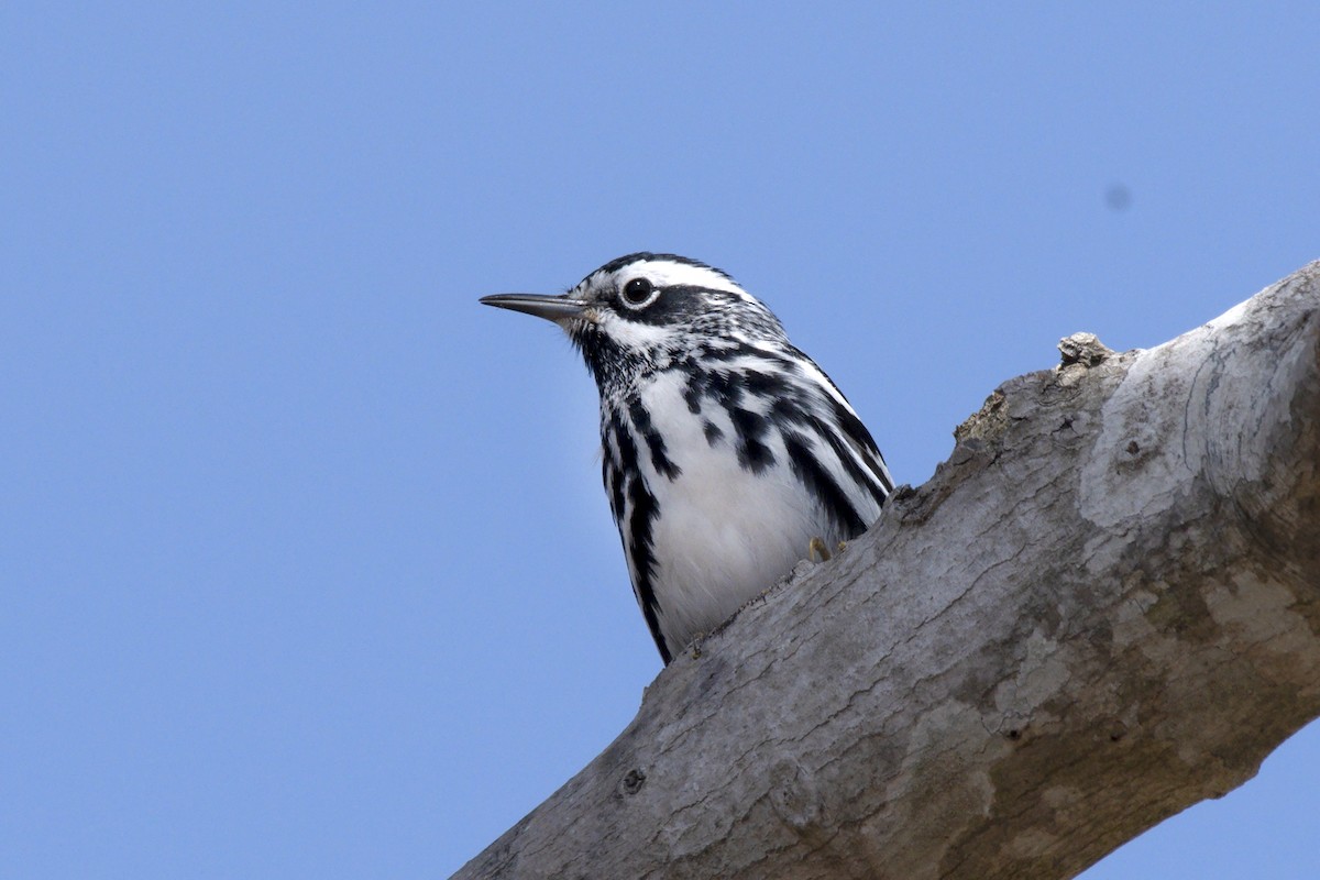 Black-and-white Warbler - ML439016471