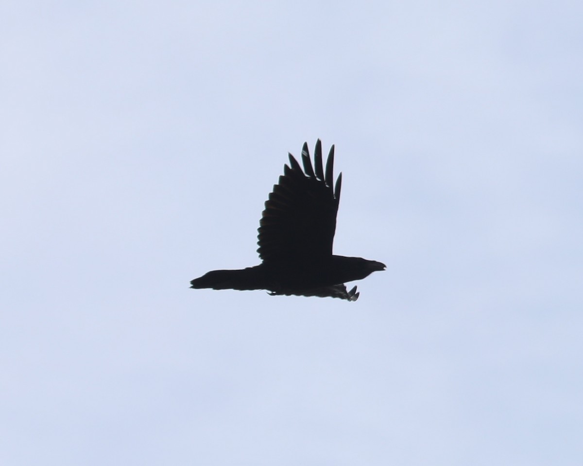Common Raven - David Nicosia