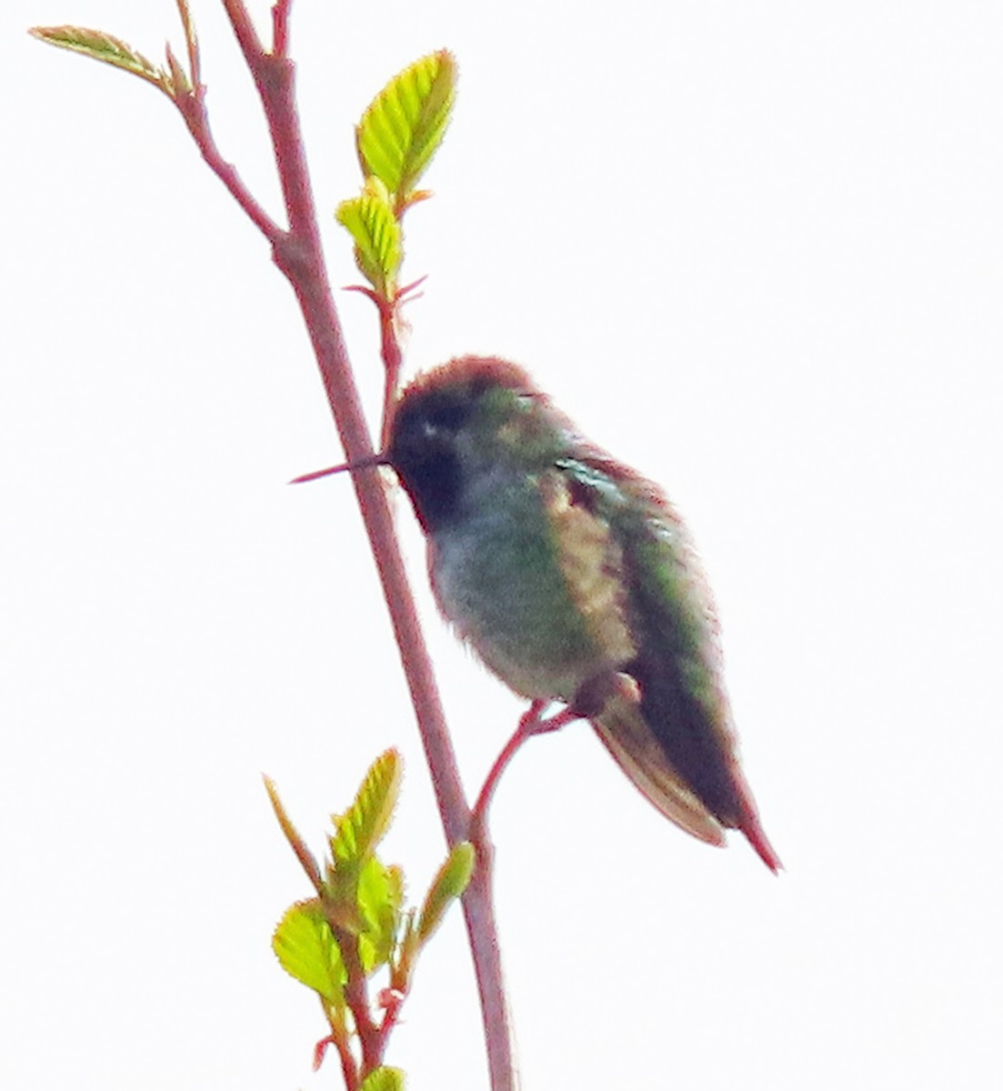 Anna's Hummingbird - ML439019201