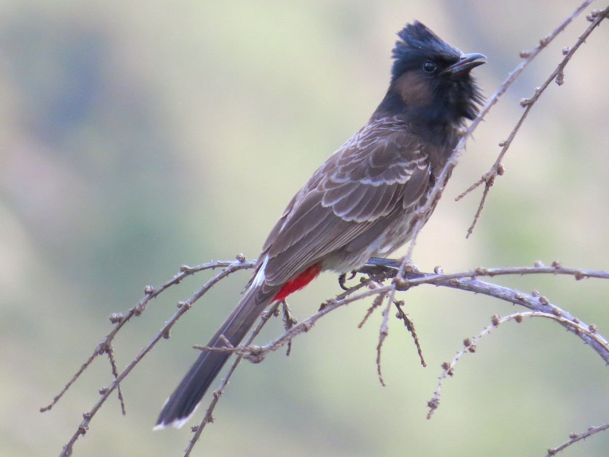 Red-vented Bulbul - ML43902871