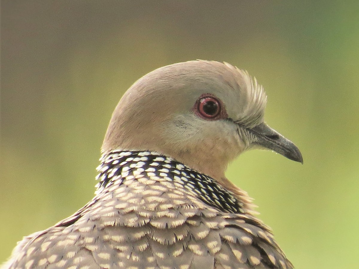 Spotted Dove - ML43902971