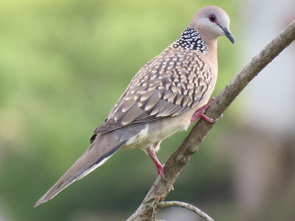 Spotted Dove - ML43902981
