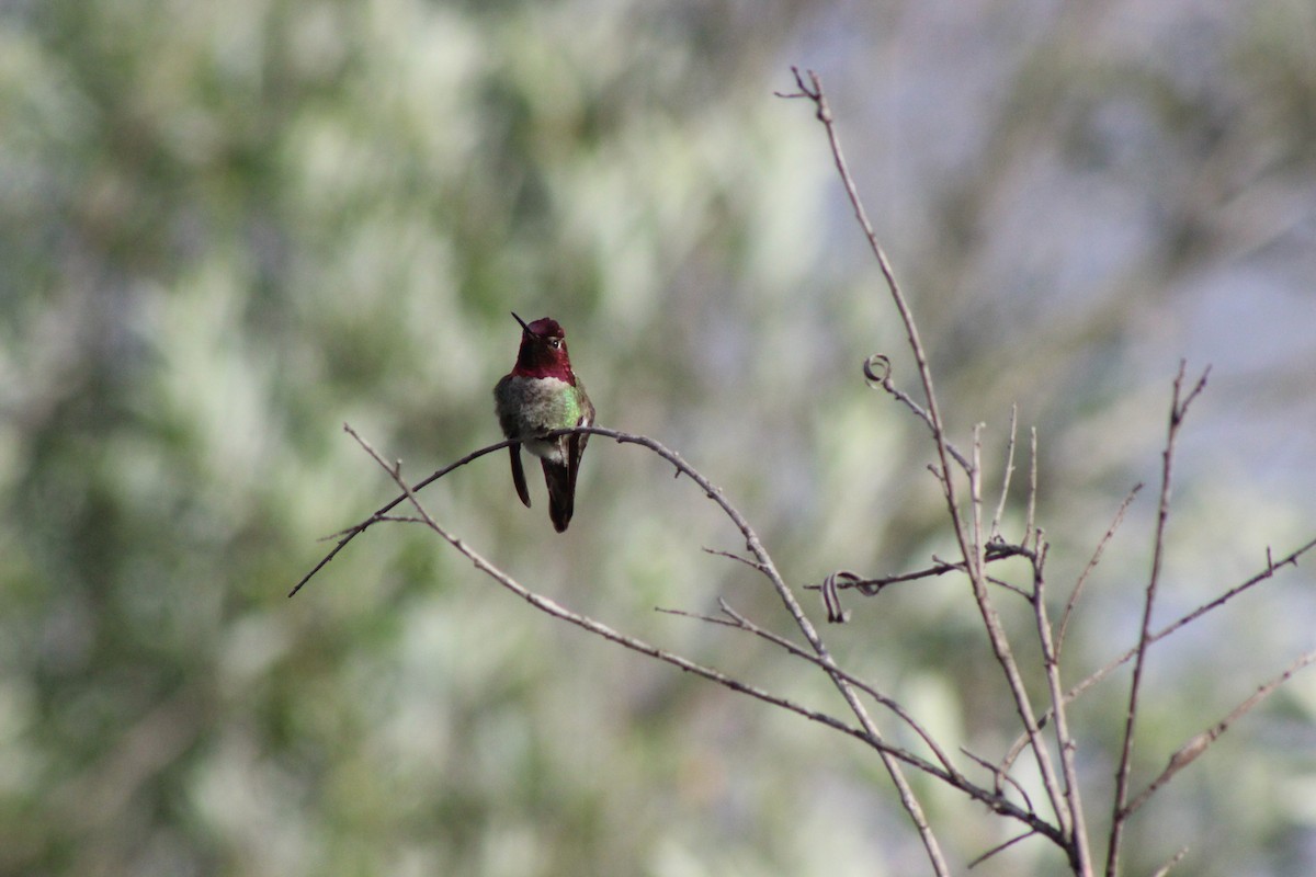 Anna's Hummingbird - ML439031751