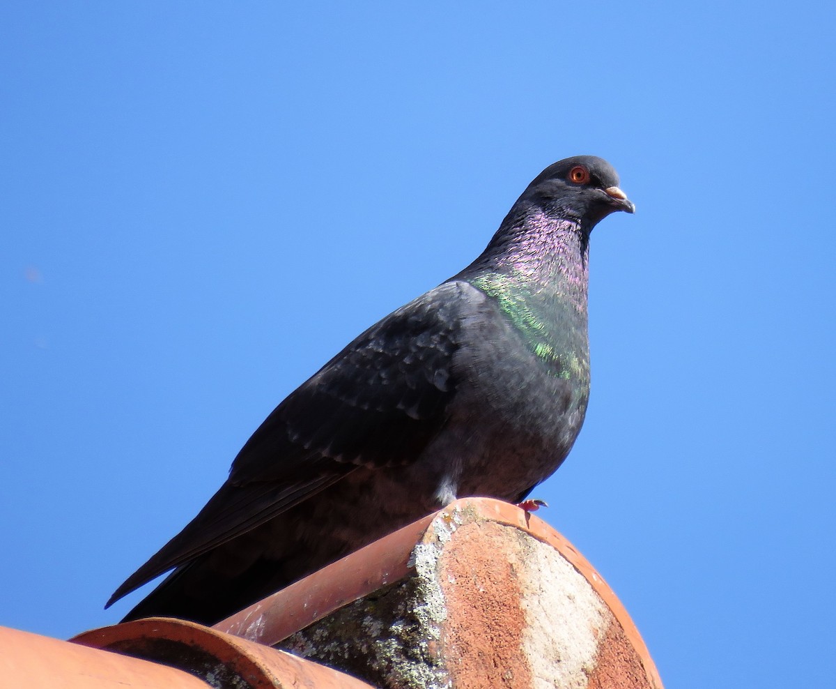 Rock Pigeon (Feral Pigeon) - Neil Wingert