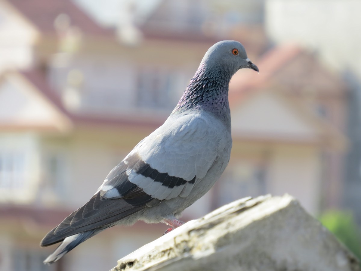 Rock Pigeon (Feral Pigeon) - Ian Hearn