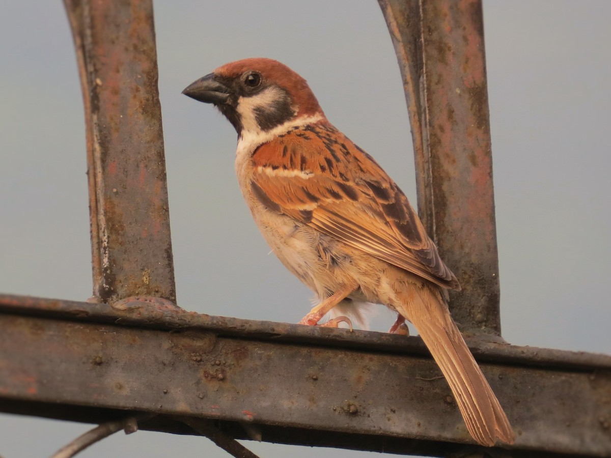 Eurasian Tree Sparrow - ML43904111