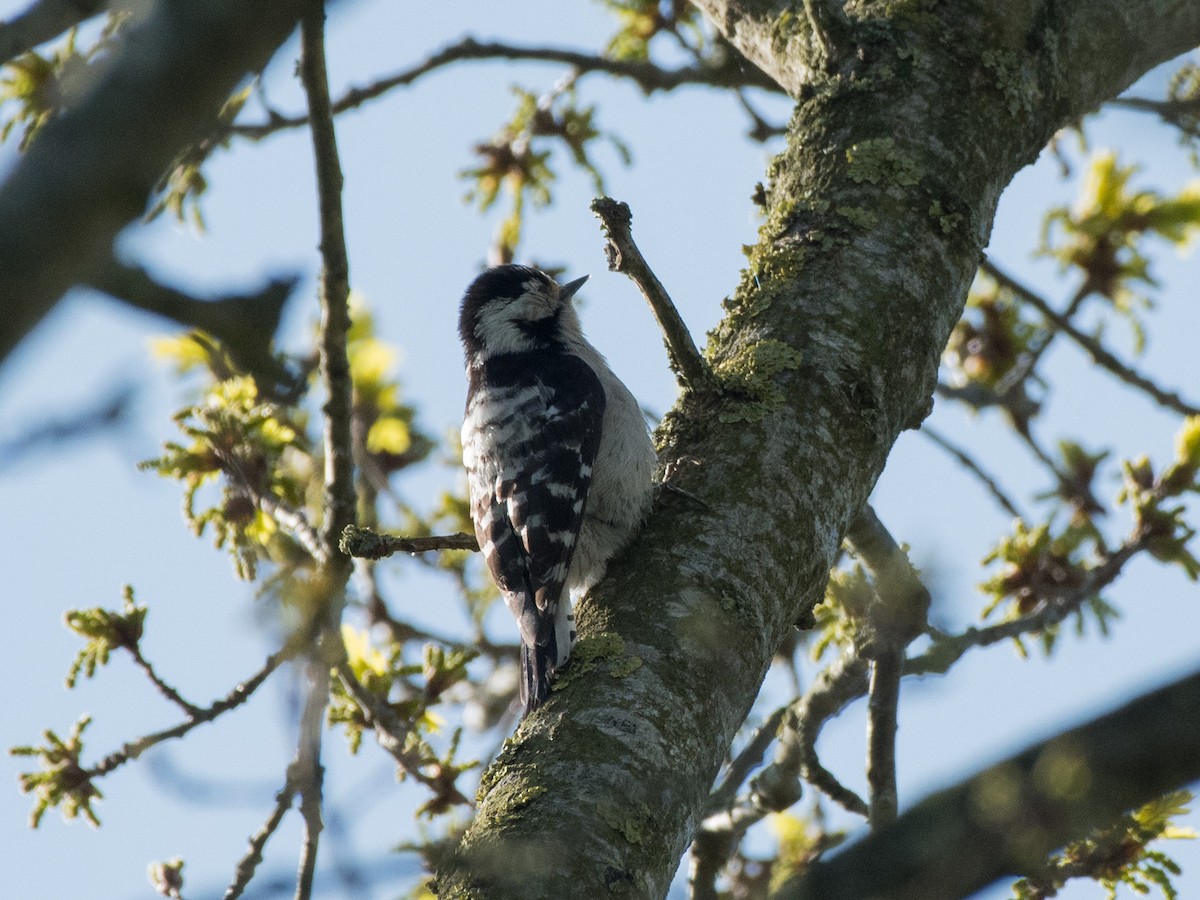Lesser Spotted Woodpecker - ML439042651