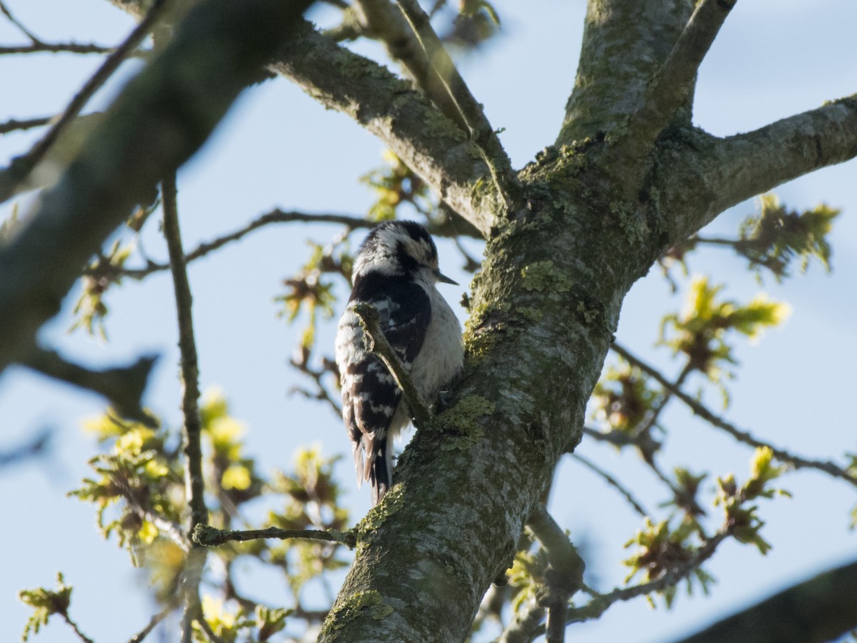 Lesser Spotted Woodpecker - ML439042671
