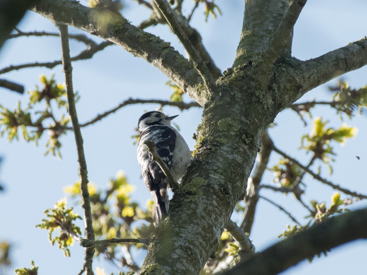 Lesser Spotted Woodpecker - ML439042681