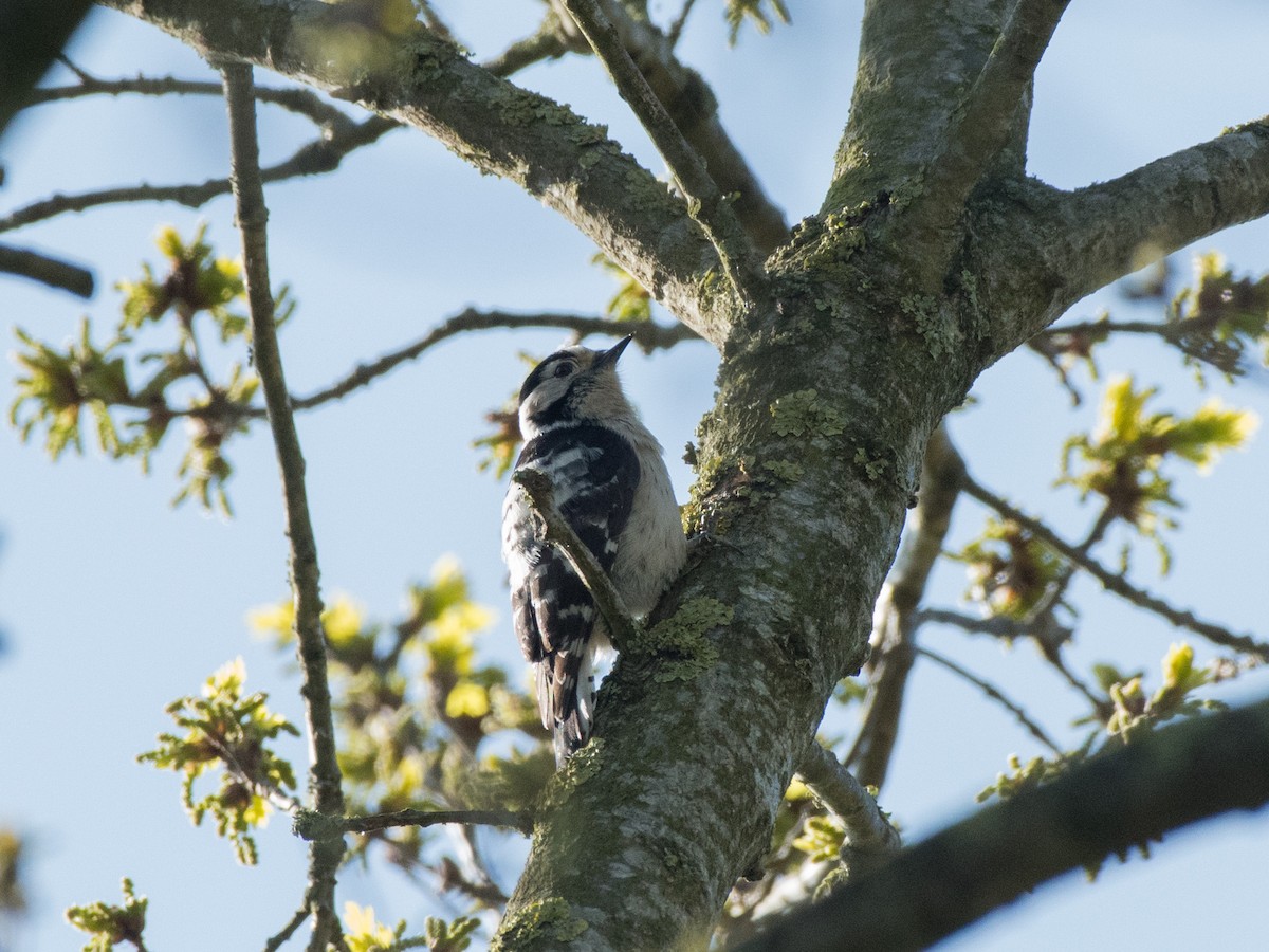 Lesser Spotted Woodpecker - ML439042691