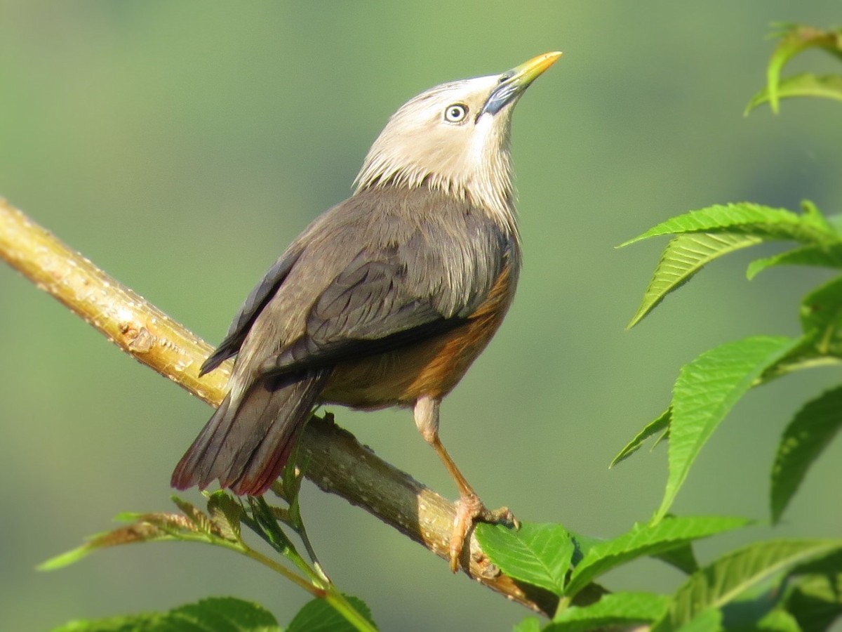 Chestnut-tailed Starling - ML43904271