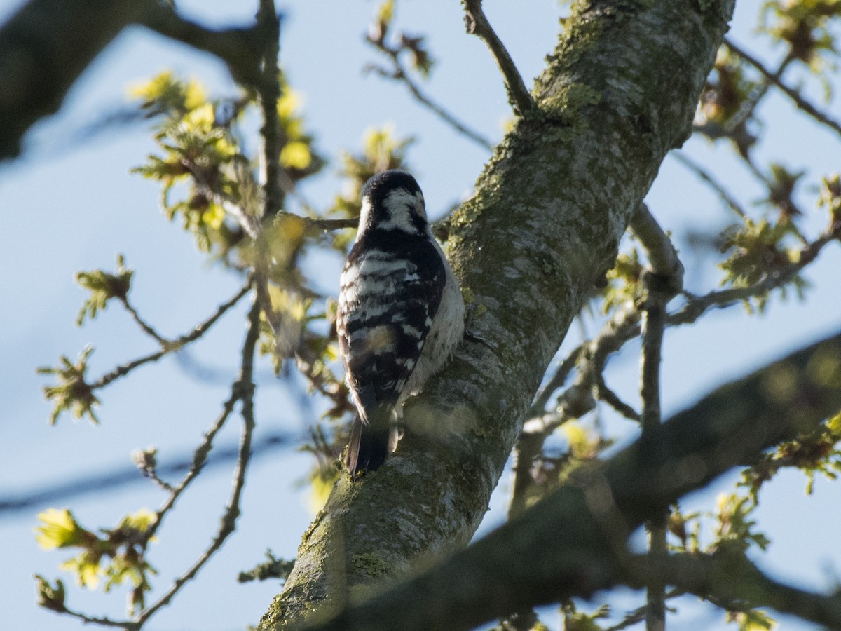 Lesser Spotted Woodpecker - ML439042711