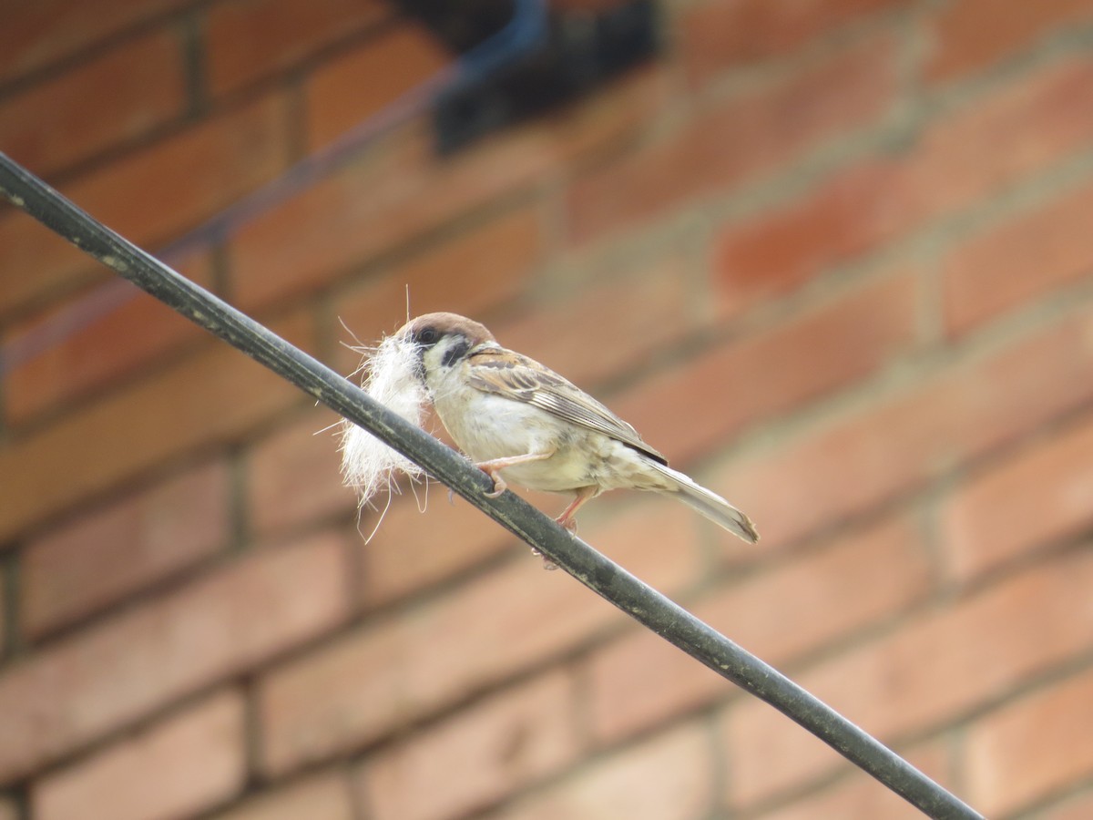 Eurasian Tree Sparrow - ML43904611