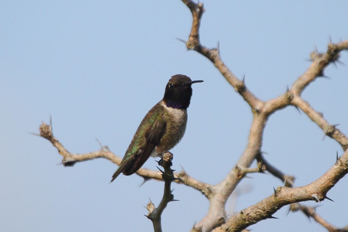 Black-chinned Hummingbird - ML439046351