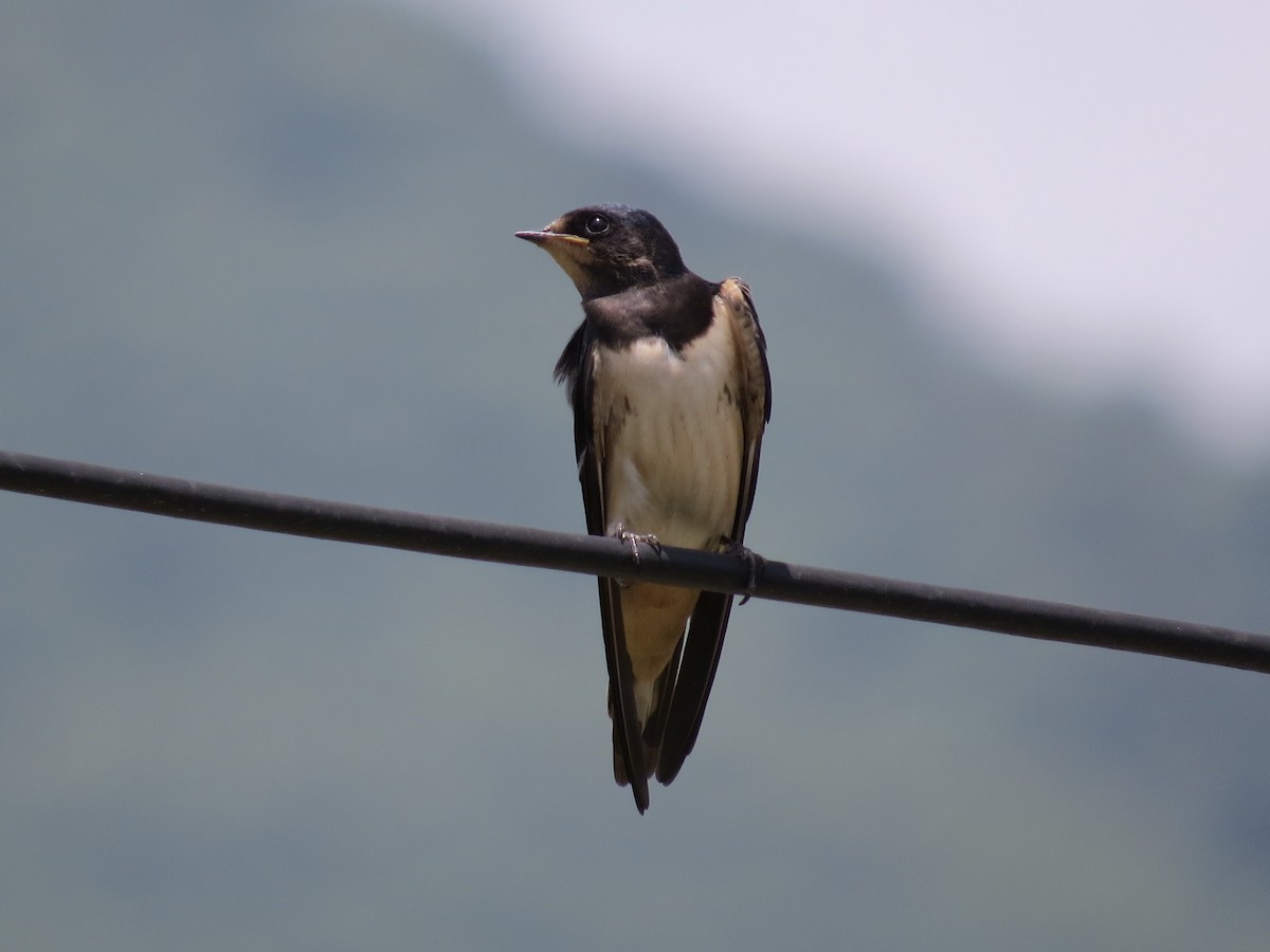 Barn Swallow (White-bellied) - ML43904861