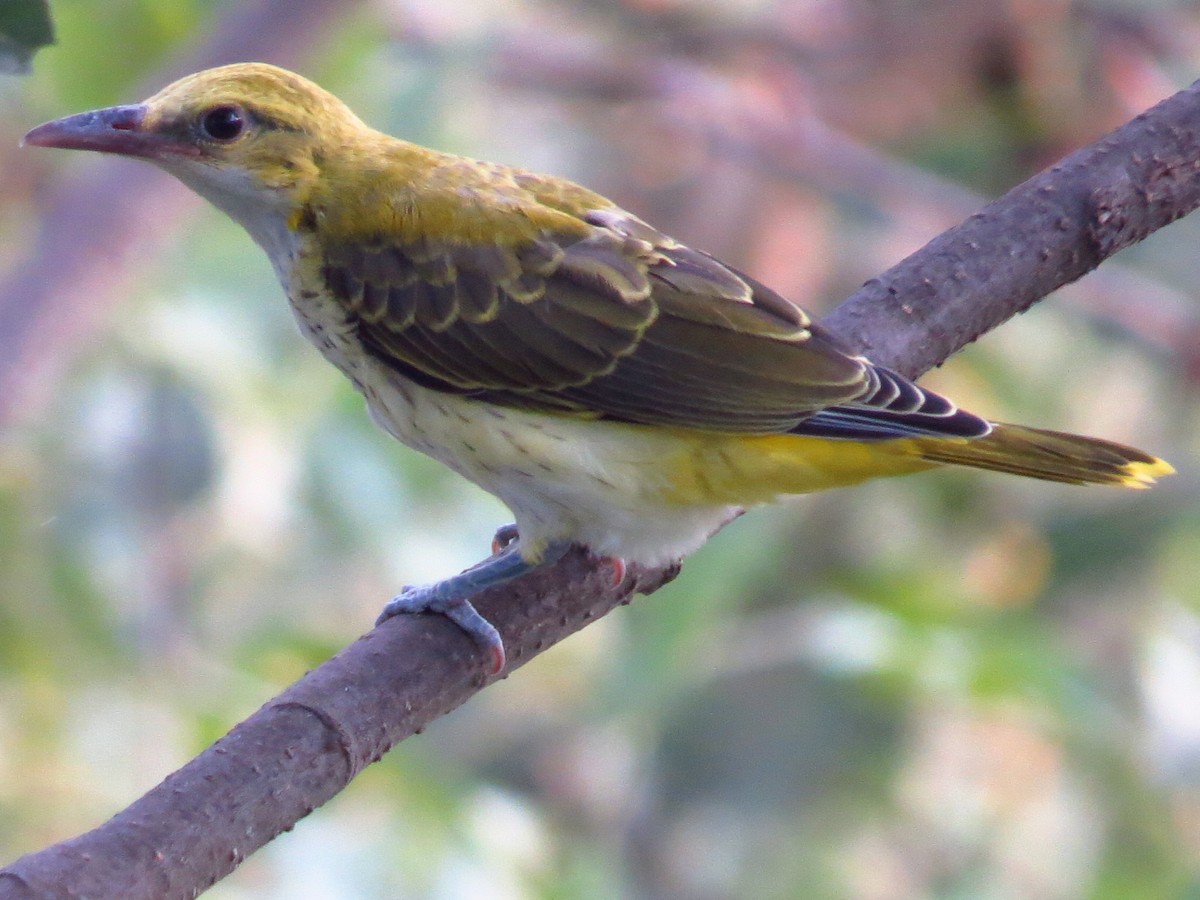 Indian Golden Oriole - ML43905061