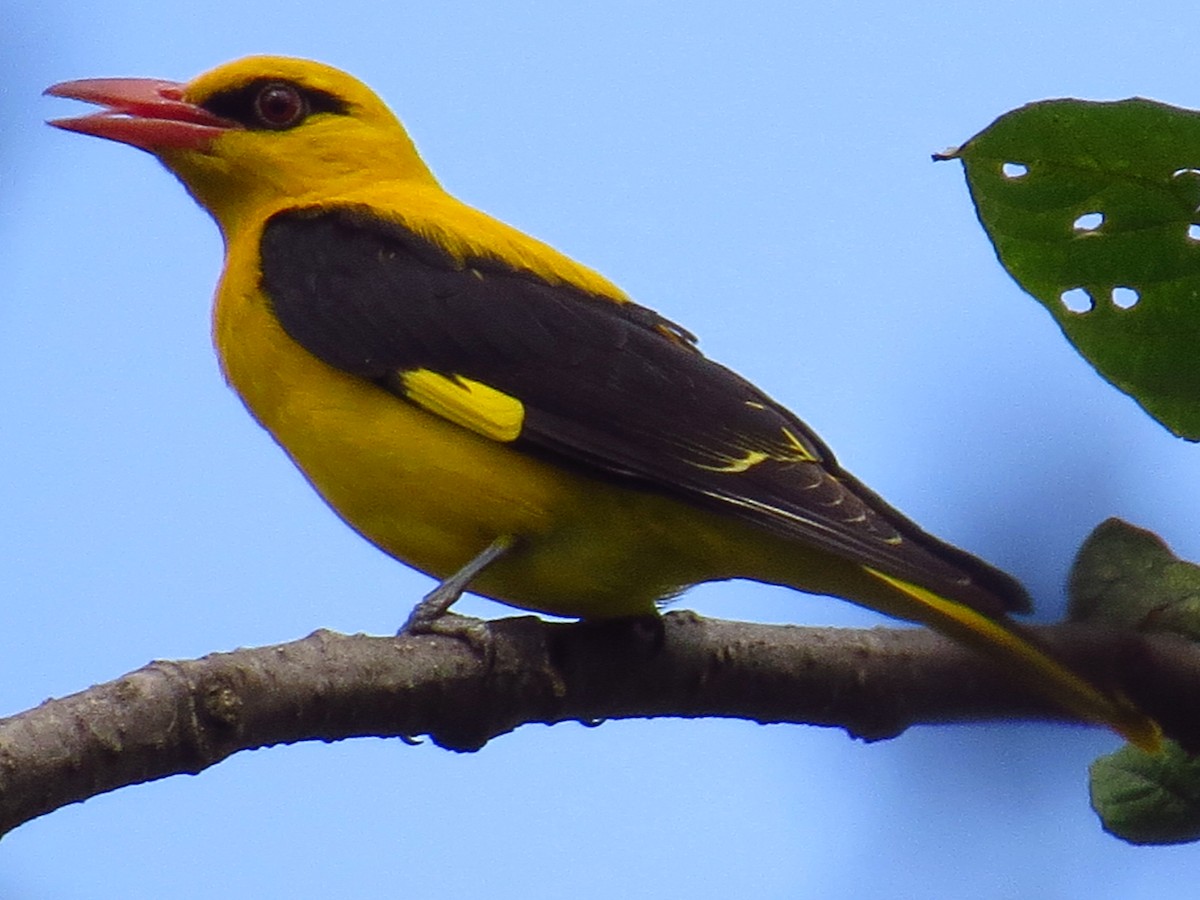 Indian Golden Oriole - ML43905081