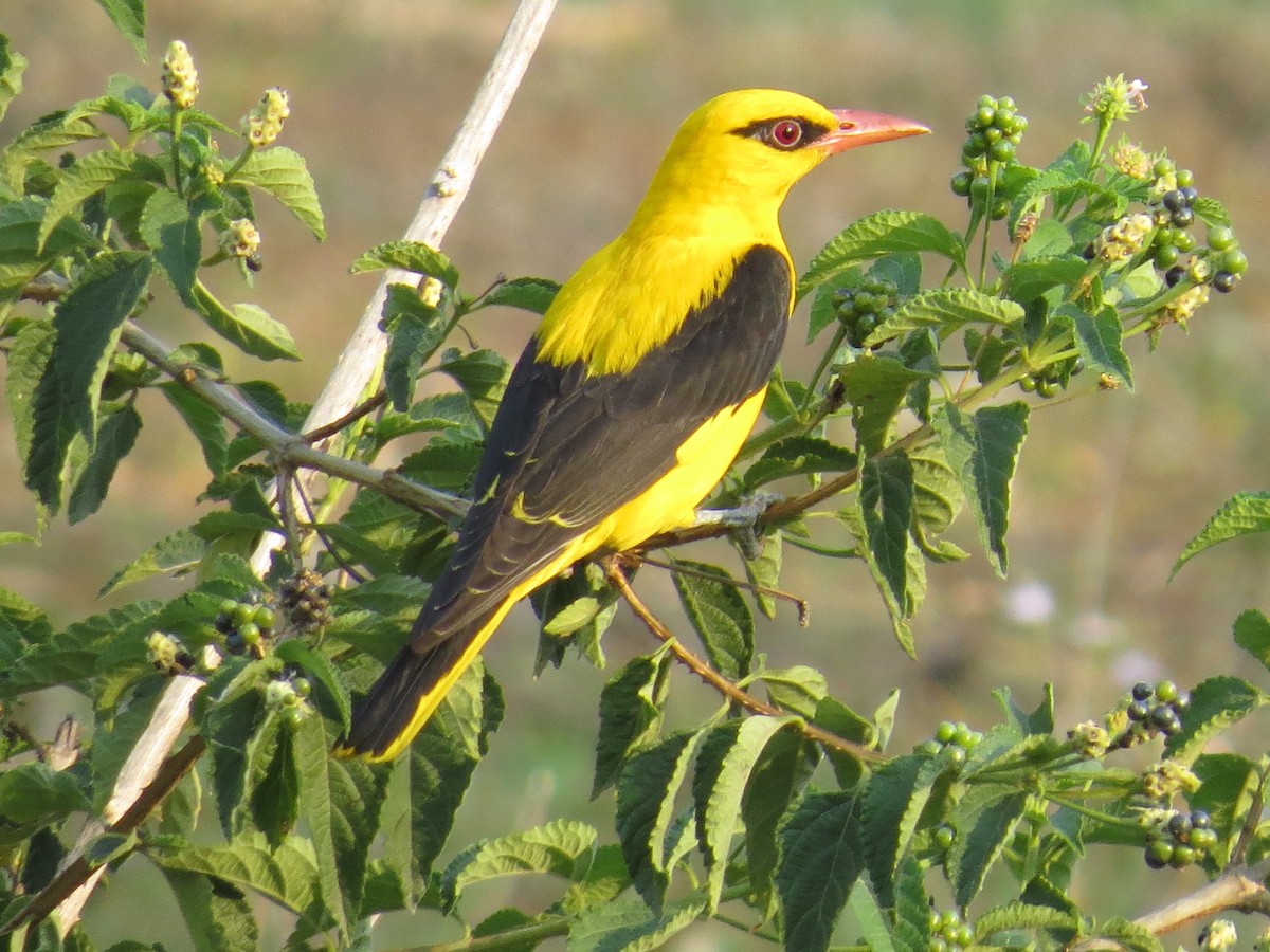 Indian Golden Oriole - ML43905091