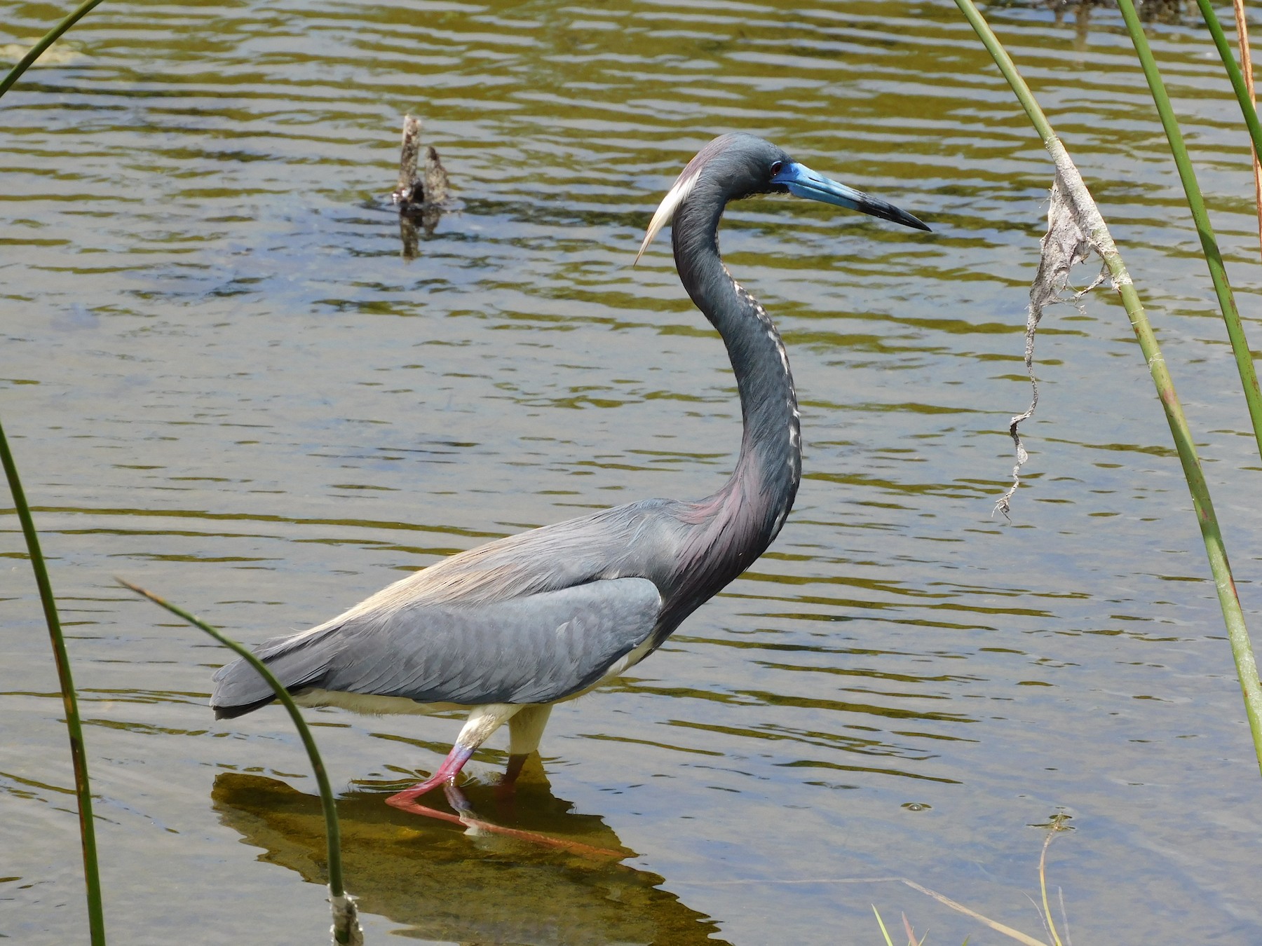 Very Blue Beak on a Tricolored Heron - Photo Sharing and Discussion ...